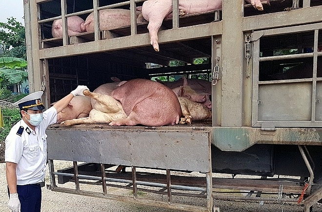 Kiên Giang tăng cường kiểm soát vận chuyển lợn, sản phẩm từ lợn qua biên giới