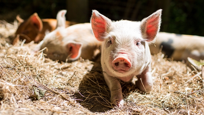 Giá thịt lợn hôm nay 20/1: Nhiều địa phương chạm mốc 86.000 đồng/kg