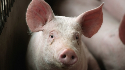 Giá thịt lợn hôm nay 21/1: Tiếp tục tăng từ 1.000 đến 2.000 đồng/kg