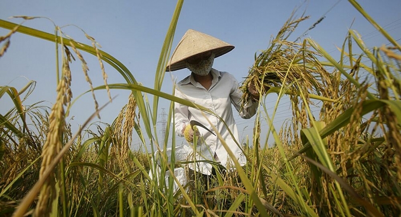 Cả nước có 205 thương nhân đủ điều kiện kinh doanh xuất khẩu gạo