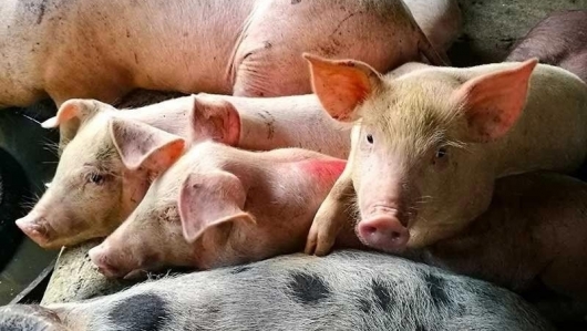 Giá thịt lợn hôm nay 24/1: Dao động từ 81.000-87.000 đồng/kg