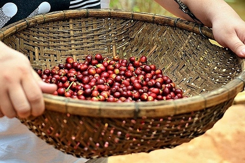 Giá cà phê hôm nay 24/1 tăng 100 đồng/kg tại các vùng trọng điểm