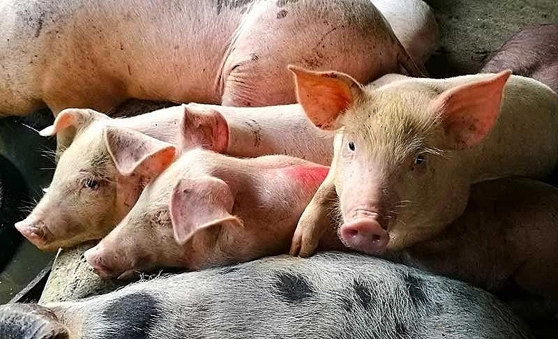 Giá thịt lợn hôm nay 24/1 dao động từ 81.000-87.000 đồng/kg