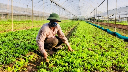 Hà Nội: Ngành Nông nghiệp tăng trưởng cao nhất trong nhiều năm qua
