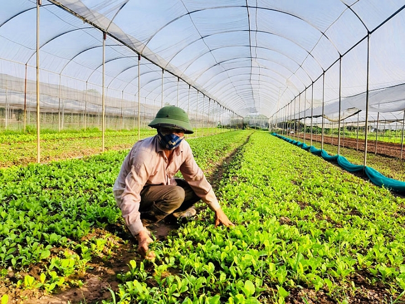 Nông nghiệp Hà Nội tăng trưởng 4,2% - mức tăng cao nhất trong nhiều năm qua