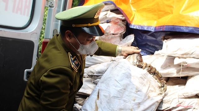 Quảng Ninh: Tiêu hủy hơn 600 kg mực đông lạnh được nhập lậu vào TP Móng Cái