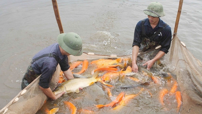 Hà Nội có 60 vùng nuôi trồng thủy sản tập trung quy mô lớn