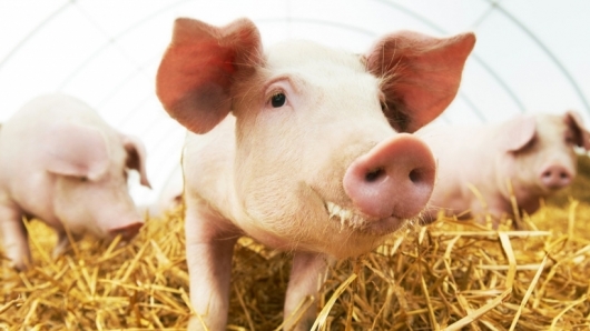 Giá thịt lợn hôm nay 26/1: Bất ngờ quay đầu giảm ở một số địa phương