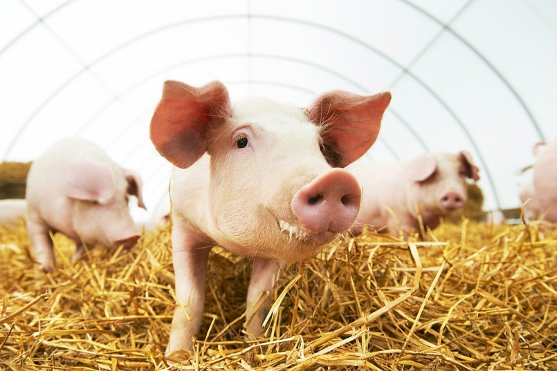 Giá thịt lợn hôm nay 26/1: Bất ngờ quay đầu giảm ở một số địa phương