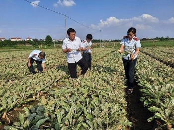 Hà Nội: Xử phạt gần 1 tỷ đồng vi phạm sản xuất kinh doanh nông nghiệp