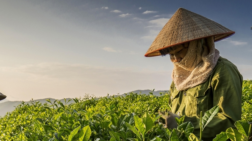 Thái Nguyên: Sản xuất chè vụ Đông - chìa khóa để nâng cao thu nhập