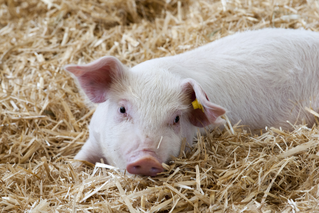 Giá thịt lợn hôm nay 28/1 giảm tại nhiều địa phương