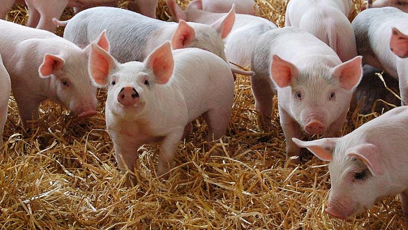 Giá thịt lợn hôm nay 29/1 tiếp tục giảm ở một số địa phương