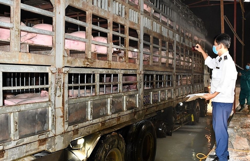 Hà Nội: Tăng cường kiểm soát vận chuyển lợn, sản phẩm từ lợn qua biên giới 