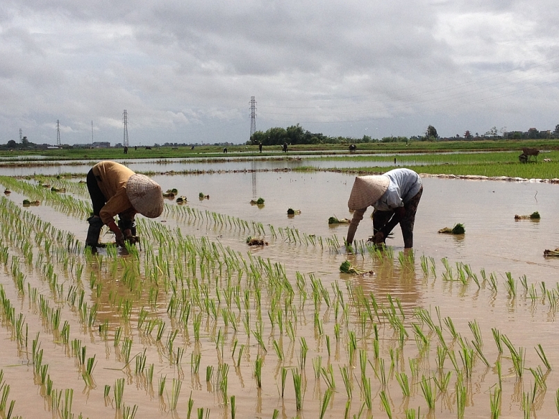 Cả nước đã gieo cấy được hơn 1,8 triệu ha lúa vụ Đông Xuân