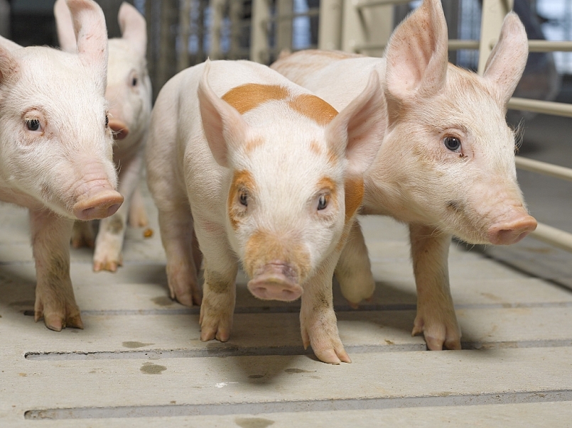 Giá thịt lợn hôm nay 3/2 ở một vài tỉnh thành tiếp tục giảm