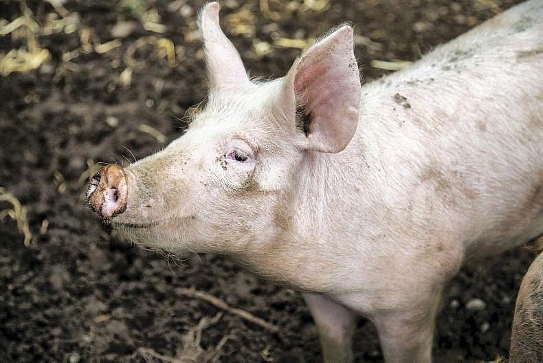 Giá thịt lợn hôm nay 5/2, giảm tại một số tỉnh thành