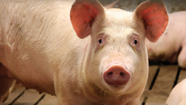 Giá thịt lợn hôm nay 6/2 đồng loạt giảm tại ba miền