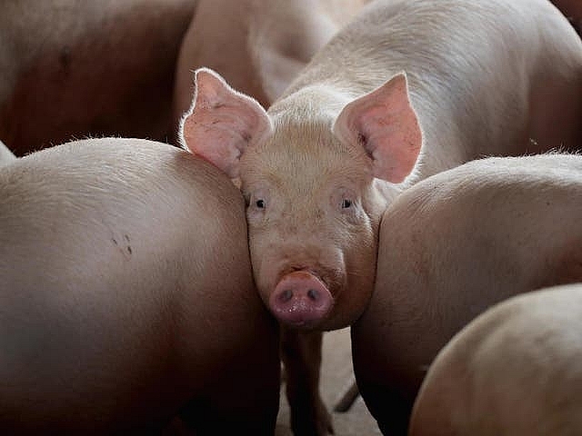Giá thịt lợn hôm nay 8/2 tiếp tục giảm nhẹ tại một số địa phương