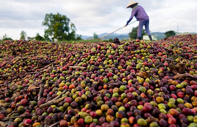 Giá cà phê trong nước giảm trong tháng 1 và dự kiến tiếp tục trầm lắng dịp Tết Nguyên đán