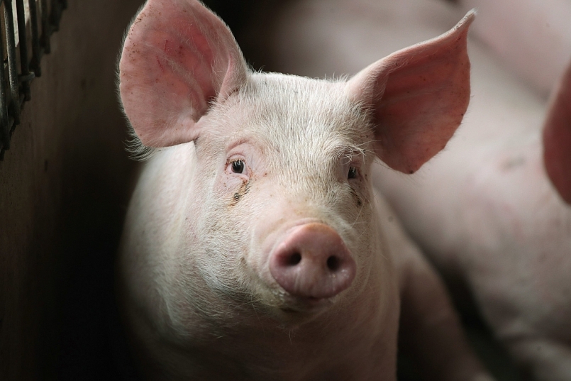 Giá thịt lợn hôm nay 11/2 tiếp tục giảm tại một nơi