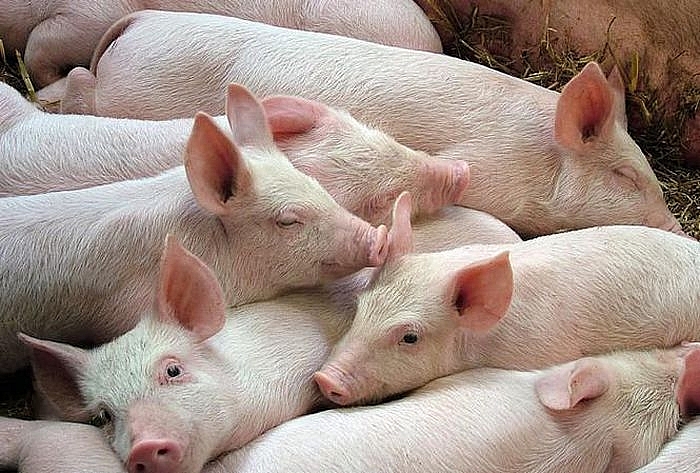 Giá thịt lợn hôm nay 18/2: Điều chỉnh giảm nhẹ tại một số địa phương