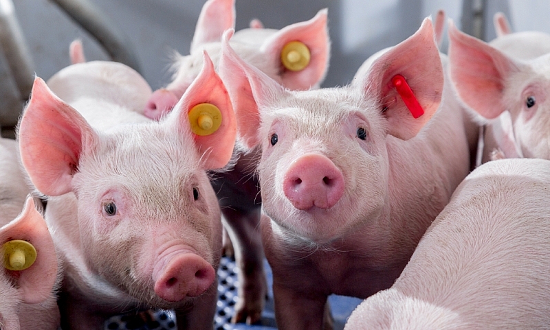 Giá thịt lợn hôm nay 19/2 giảm về dưới mốc 80.000 đồng/kg