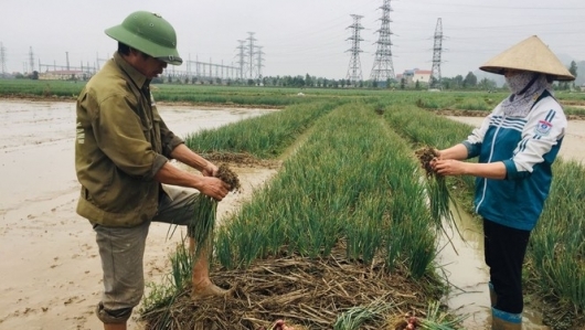 Bắc Ninh: Đẩy mạnh lưu thông hàng hóa và tiêu thụ nông sản