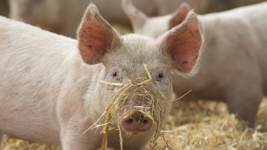 Giá thịt lợn hôm nay 23/2: Giảm nhẹ tại một số tỉnh phía Nam