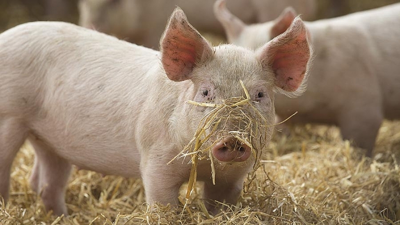 Giá thịt lợn hôm nay 23/2 giảm nhẹ tại một số tỉnh phía Nam