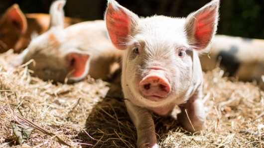 Giá thịt lợn hôm nay 24/2: Điều chỉnh từ 1.000 - 2.000 đồng/kg