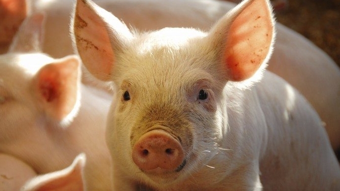 Giá thịt lợn hôm nay 25/2: Giảm ở một số địa phương
