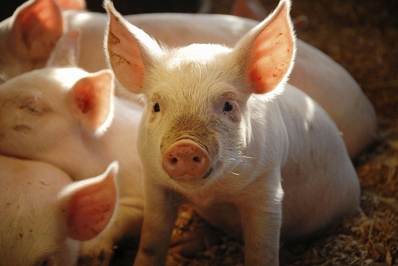 Giá thịt lợn hôm nay 25/2 giảm ở một số địa phương