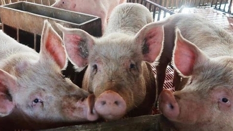 Giá thịt lợn hôm nay 27/2: Đi ngang tại hầu hết các địa phương