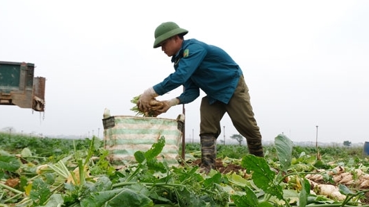 Hà Nội: Khẩn trương tổng hợp nhu cầu hỗ trợ tiêu thụ nông sản cho nông dân