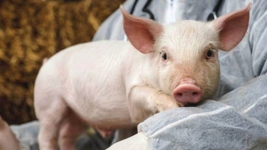Giá thịt lợn hôm nay 1/3: Điều chỉnh giảm nhẹ tại miền Nam