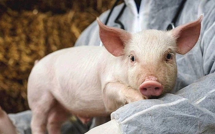 Giá thịt lợn hôm nay 1/3: Điều chỉnh giảm nhẹ tại miền Nam