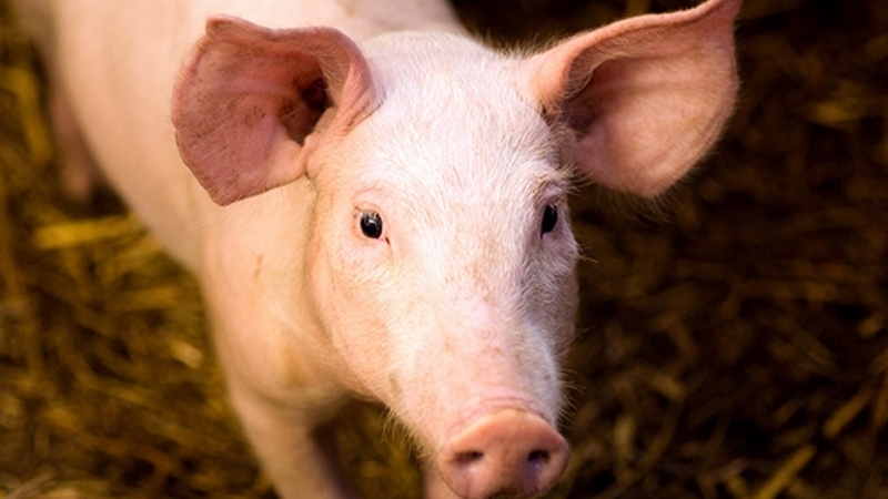 Giá thịt lợn hôm nay 2/3: Giảm ở nhiều địa phương