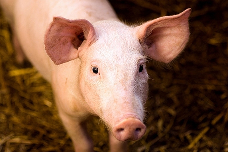 Giá thịt lợn hôm nay 2/3, giảm ở nhiều địa phương