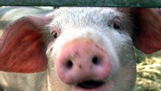 Giá thịt lợn hôm nay 4/3: Tiếp tục chững giá tại nhiều địa phương