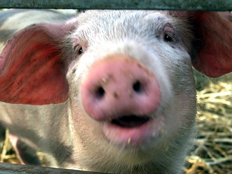 Giá thịt lợn hôm nay 4/3: Tiếp tục chững giá tại nhiều địa phương
