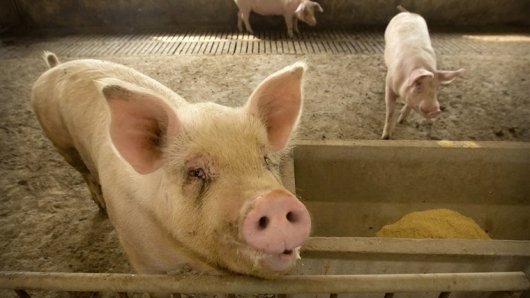 Giá thịt lợn hôm nay 5/3: Biến động tại một số địa phương