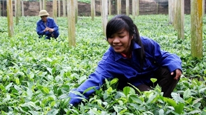 Lào Cai: Mở rộng diện tích trồng chè chất lượng cao