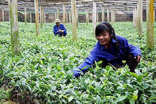 Lào Cai mở rộng diện tích trồng chè chất lượng cao