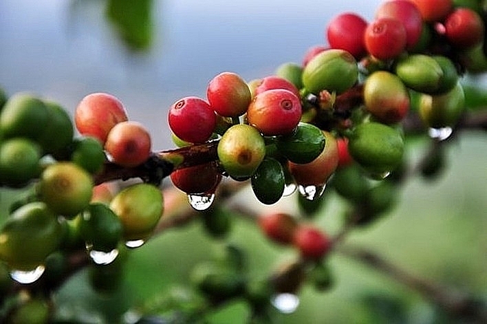 Giá cà phê hôm nay 9/3 giảm trung bình 300 đồng/kg
