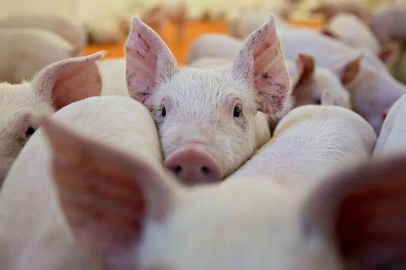 Giá thịt lợn hôm nay 9/3 điều chỉnh rải rác trên toàn quốc