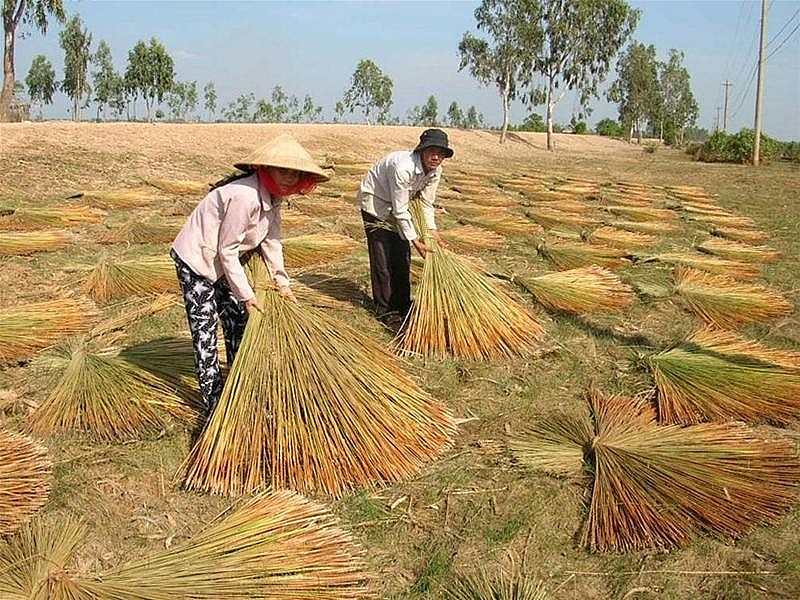 Nghề đan cỏ bàng Phú Mỹ của người Khmer trên vùng biên giới thuộc xã Phú Mỹ, huyện Giang Thành (Kiên Giang) đã có từ lâu đời
