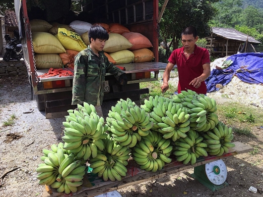 Bắc Kạn: Phát triển cây chuối tây theo hướng bền vững, hiệu quả