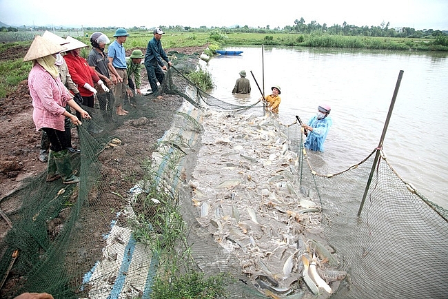Ninh Bình: Sản lượng thủy sản trong tháng 2 đạt trên 9,7 nghìn tấn