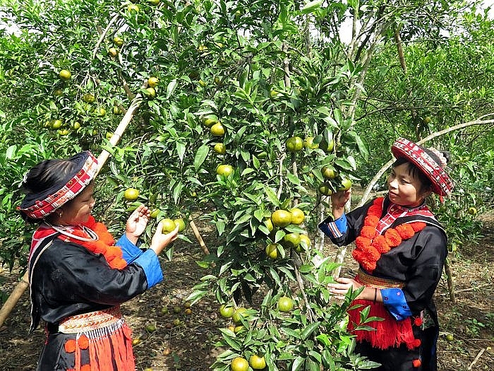 Người dân thôn Phiêng An, xã Quang Thuận vẫn giữ được bản sắc văn hóa đặc trưng của người Dao